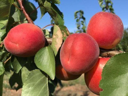 123329 merunka anubis kontejner