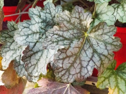 Heuchera Corrnetto (3)