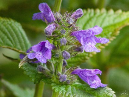 Nepeta Neptune