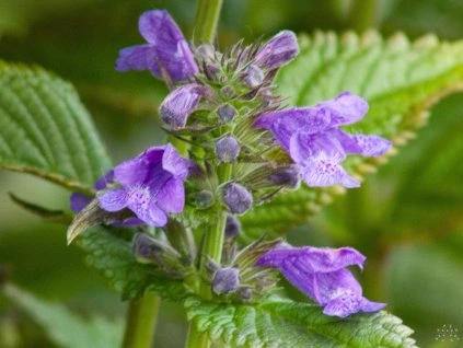 Nepeta Neptun