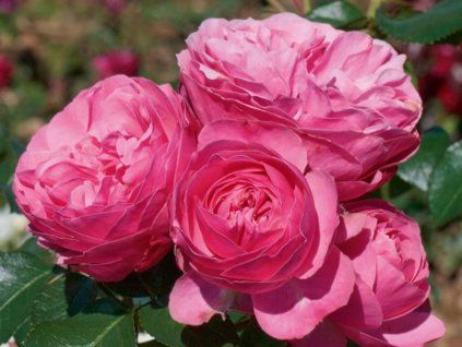 Rose 'Leonardo da Vinci®' (im Container P19)