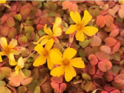 Sonnenuntergangs-Samt