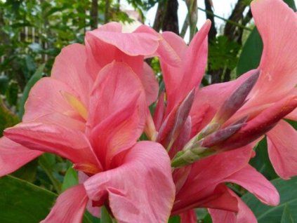 Canna Pink