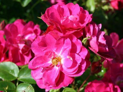 124103 1 Rosen John Cabot