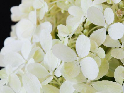 magisches Matterhorn