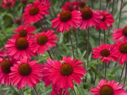 rosafarbene Sensation