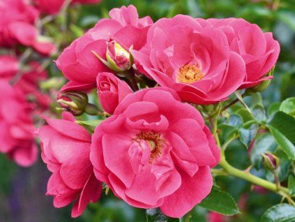 Rose 'Heidetraum Plus®' (Container C2)