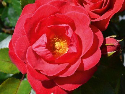 Rose 'Compass®' (Container C2)