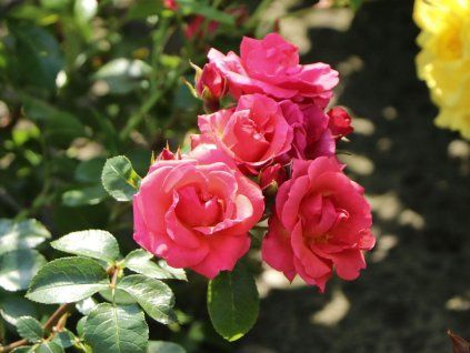 strauchrose lichtblick m059947 w 6