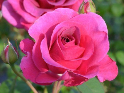 Rose 'Laudatio®' (Container C2)