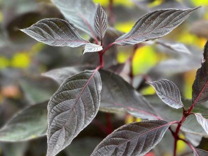 Cornus alba Nightfall 3