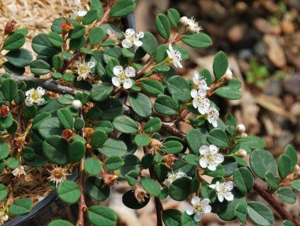 CotoneasterQueenOfCarpets