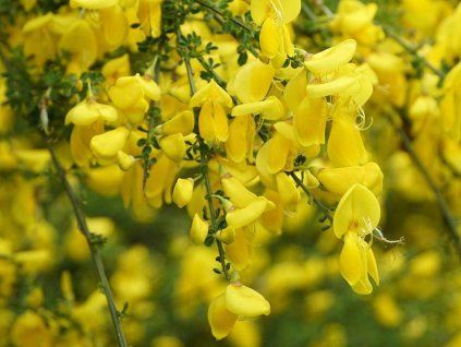 Cytisus genet a balais