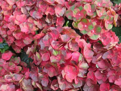 Hydrangea macrophylla Rebellion Choco Love 20240723 3