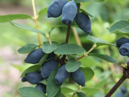 124679 Lonicera kamtschatica Blauer Wald