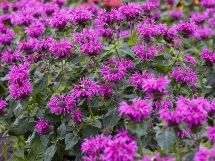 Monarda Bee Free MONBEEF VIS 1 B