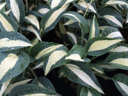 0c3f1036df598709424549a146b34560