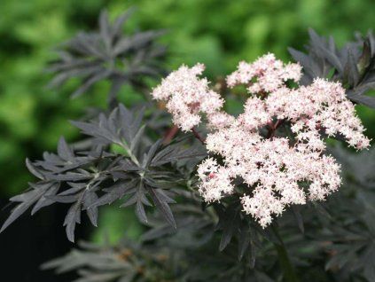 Sambucus Laced Up 6