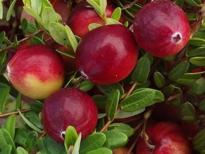 cranberries vaccinium macrocarpon stevens p6198 46278 image