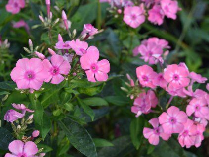 Pe Phlox Paniculata Sweet Summer Candy 3