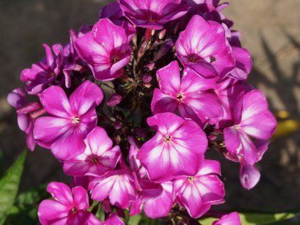 Phlox – Süße Sommerüberraschung