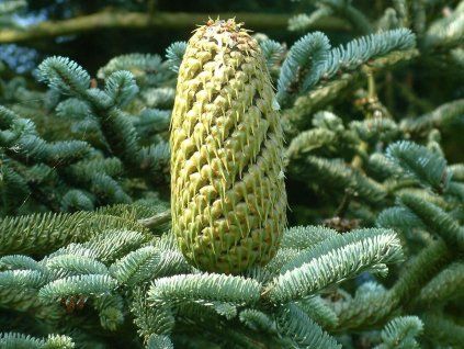 abies procera 21