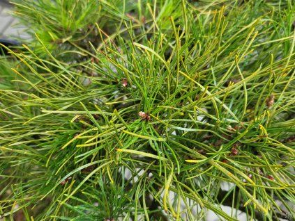 Schottische Kiefer (1)