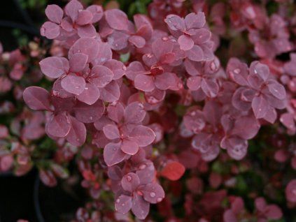 berberys thunberga venice 002