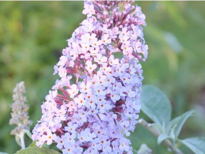 Buddleja dav Lilac Moon 1900x2850