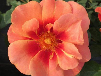 Looking for Affection 1