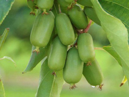 Kiwiberry Super Jumbo