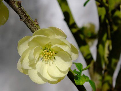 CHAE LEMONSORB S52712