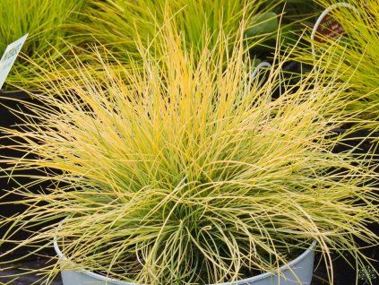 Festuca glauca Amigold (2)