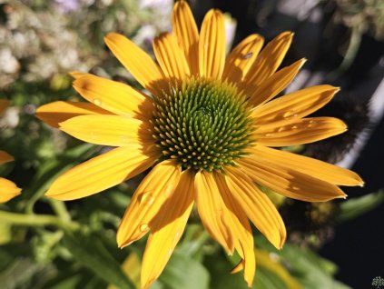 Echinacea Lakota Yellow (2)