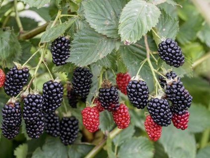 Brombeere Navaho The Big Easy