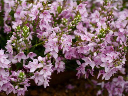 35cd6838f4c2a7c98852a929d87ced72