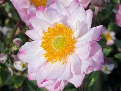 Anemone königlich Bonbon