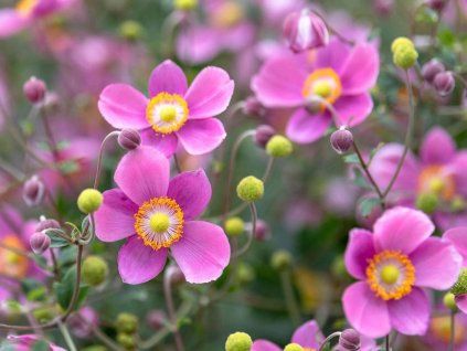 anemone royal pink 751745
