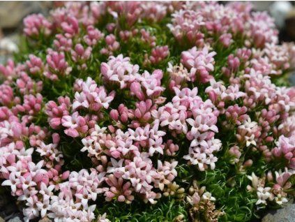 Asperula gussonii A0044 02