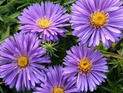 aster du augenweide 1