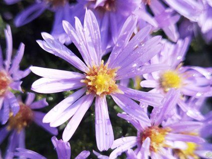 Aster Thumbelina (3)