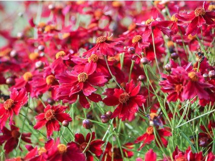 Coreopsis Kalkstein Rubin 5