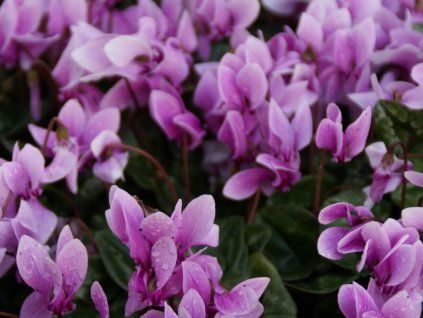 cyclamen hederifolium 8076