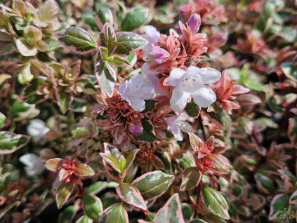 Abelia Magic DayDream