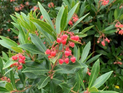 arbutus unedo mercurius 1