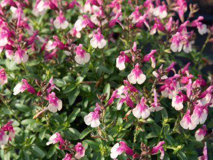 Salvia Mirage Rose Bicolor