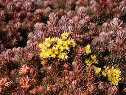 sedum hakonense chocolate ball 1