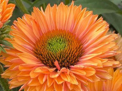 Echinacea SunSeekers Pumpkin Pin Coneflower 2