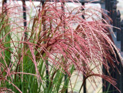 miscanthusredcloud401809carre