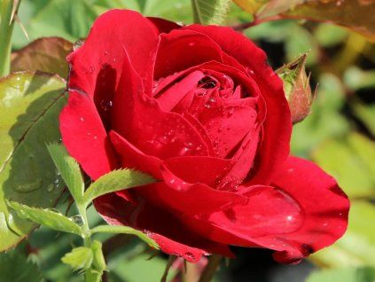 beetrose lilli marleen m005694 h 0